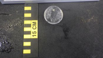 Media type: image;   Invertebrate Zoology 153116 Description: live specimen;